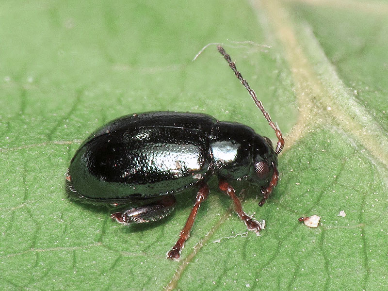 Chrysomelidae alticino su Iris pseudacorus: Aphthona coerulea (cfr)?